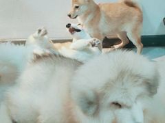 -汪说·狗咖(旺城大厦店)