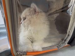 -中农国际动物医院24小时·猫科·骨科·急重症中心