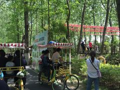 -合肥滨湖国家森林公园