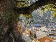 -杨家堂村