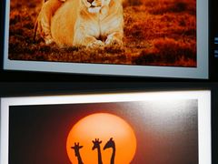 -罗红摄影艺术馆