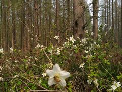 -黄海国家森林公园