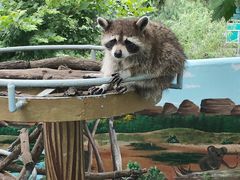 -西霞口神雕山野生动物世界