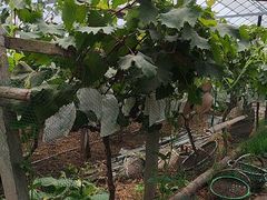 -马陆小张葡萄园农家乐