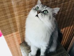 -猫友咖啡店(玉林西路店)