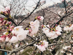 -苏州上方山国家森林公园