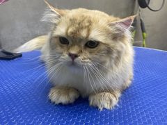 -PETKIT小佩宠物·低压洗护(国顺东路店)