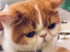 -飞行喵MR PILOT|猫舍·猫咖(静安大融城店)