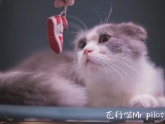 -飞行喵MR PILOT|猫舍·猫咖(静安大融城店)