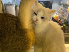 -Meowの猫咖(万家丽店)