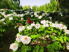 -莲花池公园