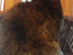 -安安宠医宠物医院·异宠·犬猫内科(岳阳分院)