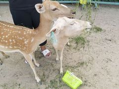-北京麋鹿生态实验中心