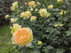 -人民公园(罗湖区)