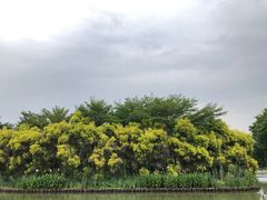 -大湾区中央湿地公园