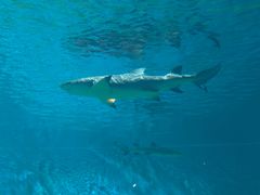 -北戴河圣蓝海洋公园