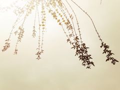 长寿碧桂园凤凰酒店-重庆长寿碧桂园凤悦凤凰酒店