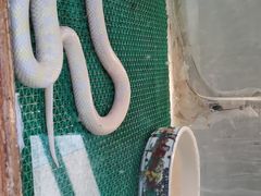 -上海大自然野生昆虫馆