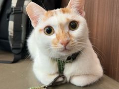 -Again Coffee Roaster(香蜜湖店)