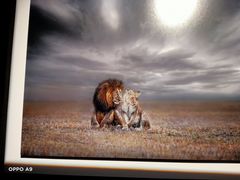 -罗红摄影艺术馆