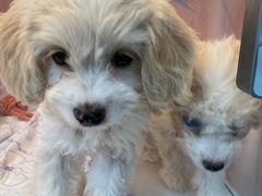 -翊宠yipet猫狗购宠庄园犬舍•猫舍