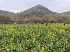 -八卦田遗址公园