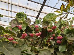 -呀路古热带植物园