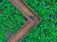 -泗洪洪泽湖湿地景区