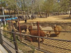 -大连森林动物园