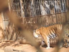 -昆明动物园