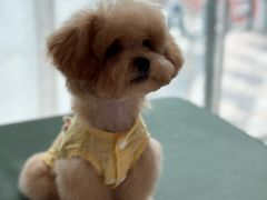 -帕帕拉兹宠物(亚洲旗舰店)