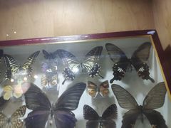 -陕西自然博物馆