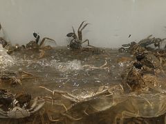 -金滏山烤肉·海鲜·火锅自助餐厅(襄阳万达店)
