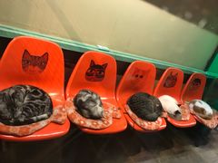 -猫咪博物馆(顶澳仔猫街店)