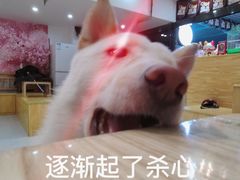 -柴源莊·柴小宠柴犬咖啡