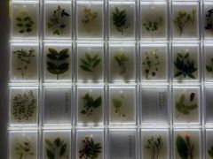 -广东中医药博物馆