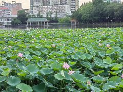 -荔湾湖公园