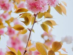 -顾村公园