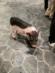 -Zoolung Zoolung动物主题公园(海信广场店)