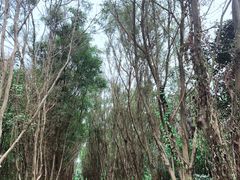 -大湾区中央湿地公园