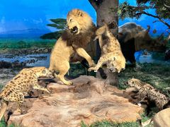 -国家自然博物馆