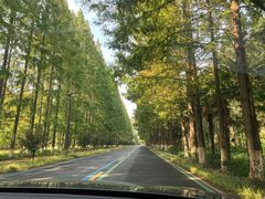 -黄海国家森林公园