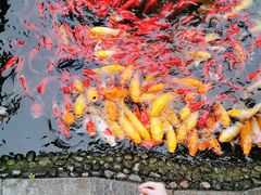 -成飞公园