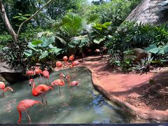 -海南热带野生动植物园