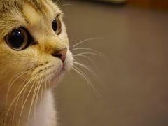 -猫色咖啡·猫咖