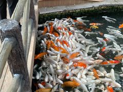 -南宫五洲植物乐园