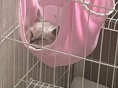 -宠爱国际动物医院· 猫科· 外科·中兽医(长白店)