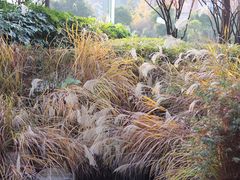 -陈家山荷花公园