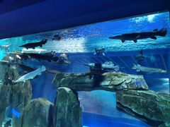 -石家庄海洋公园