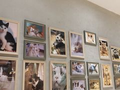 -藏猫猫咖啡主题馆(中央大道店)